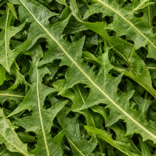 Dandelion leaf extract